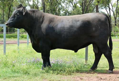 Raff Angus sire